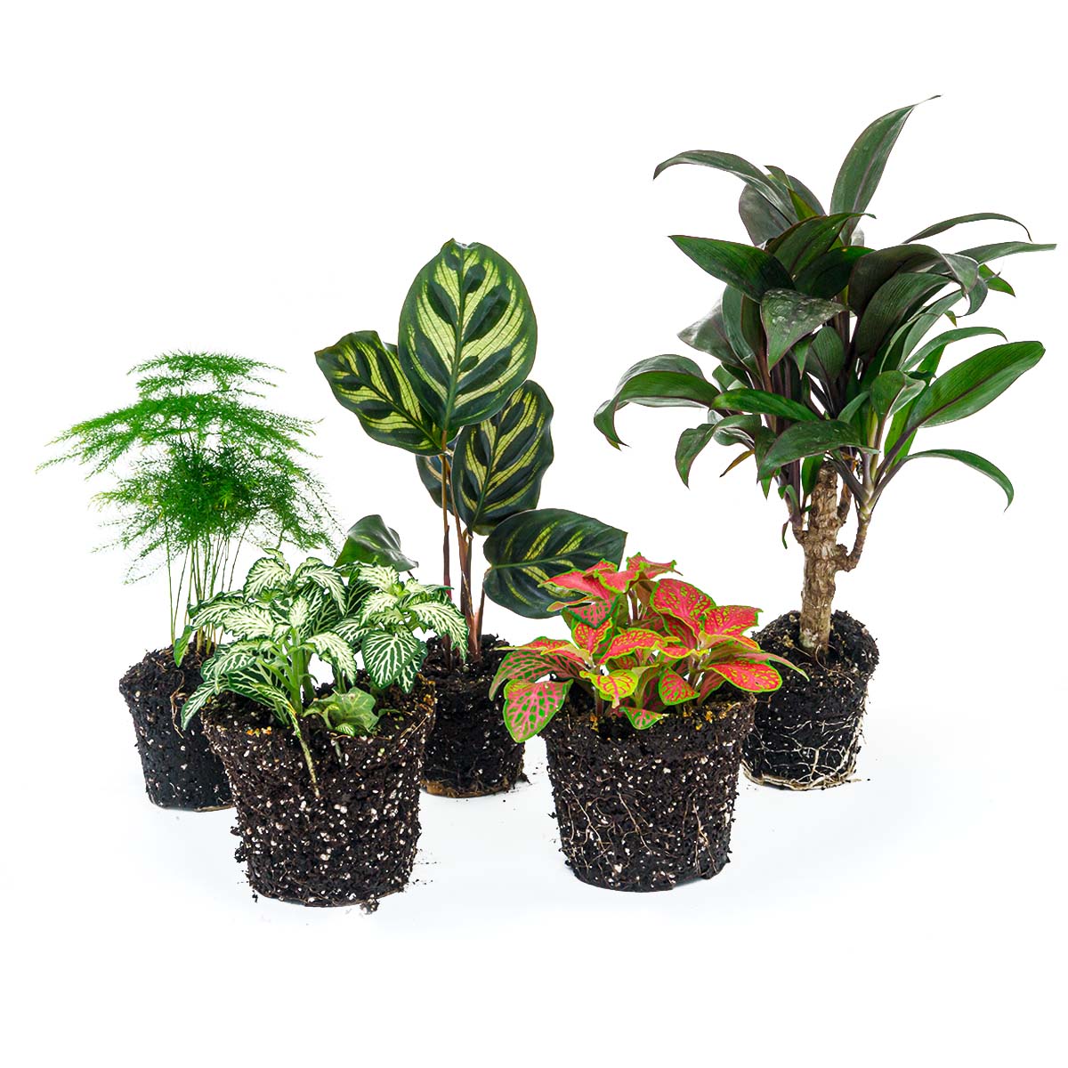 Plant Terrarium Set - Makoyana - 5 Plants - Palm - Calathea Makoyana - Asparagus - Red & White Fittonia