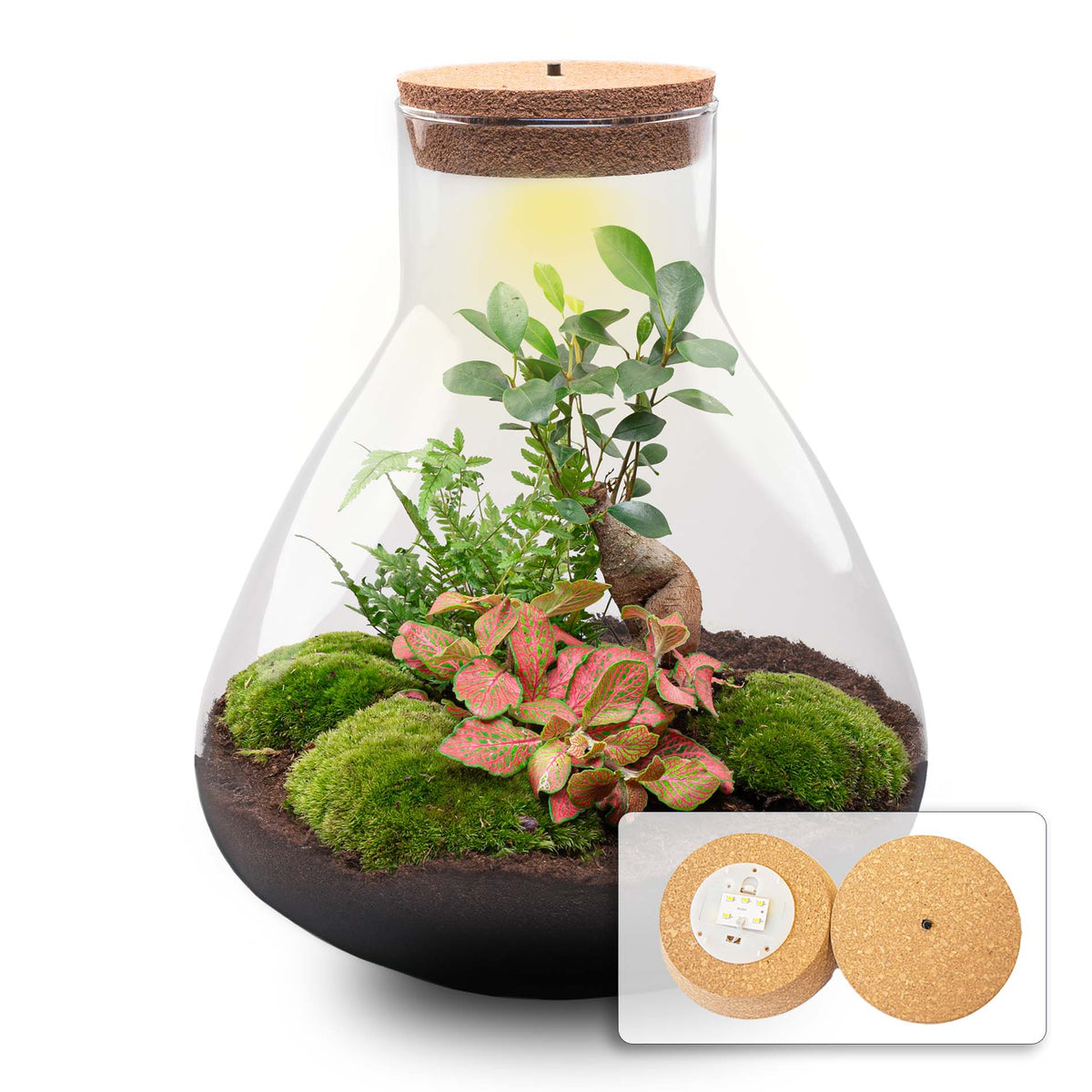 Terrarium Diy Kit - Sam Xl Bonsai - Fittonia - Fern - Bottle Garden - ↑ 35 Cm