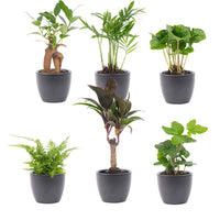 Mini Plant Set 12 - Includes 12X Boule Anthracite Pot