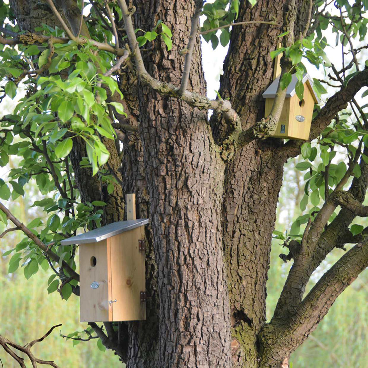 Observation Nesting Box - Birdhouse - Birds & Garden