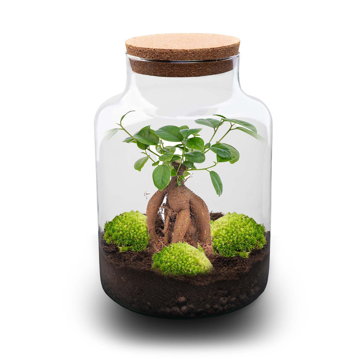 Milky Bonsai - Terrarium - Bottle Garden Diy Kit - Ø 21 Cm ↑ 30 Cm