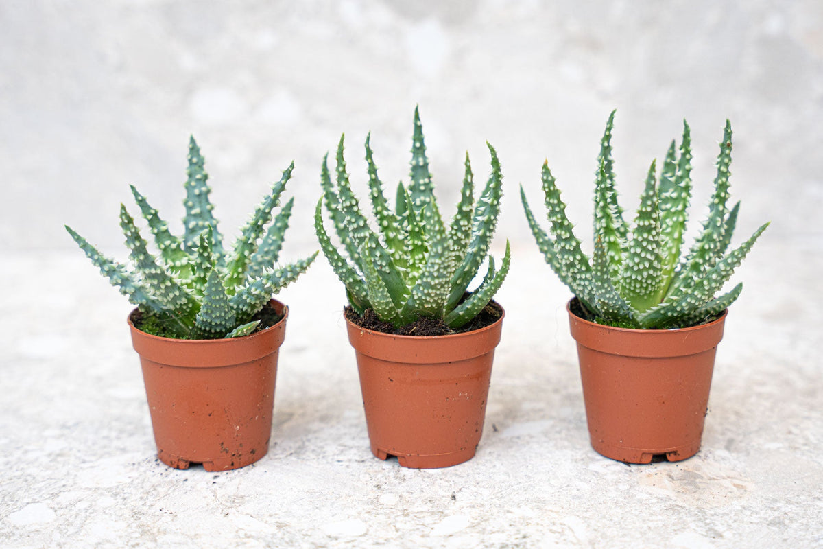 Aloe Humilis Potsize 5.5 Cm