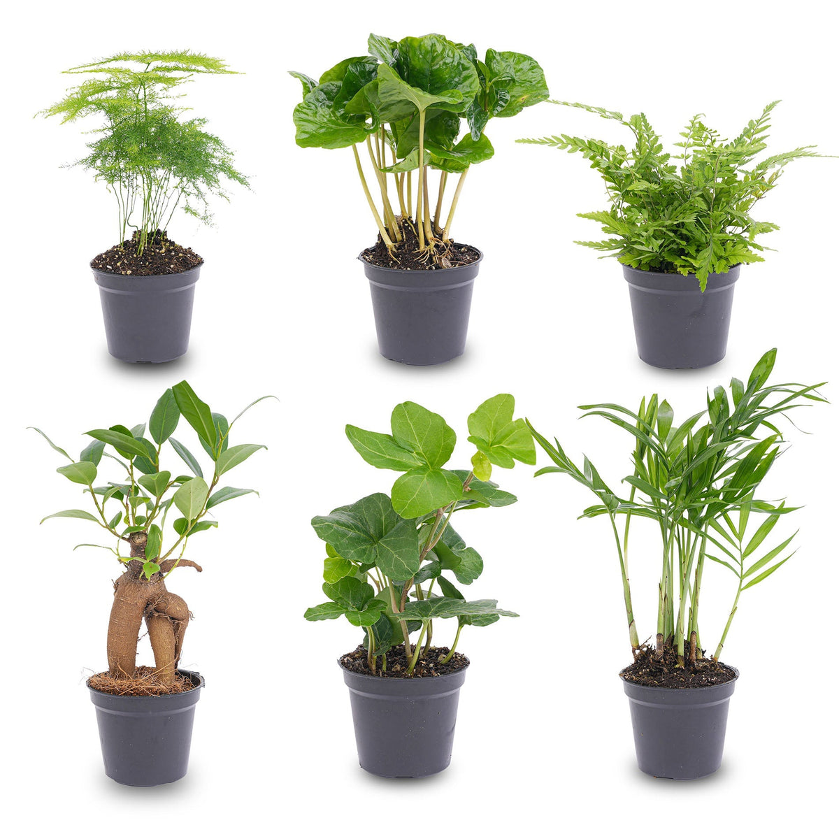 Plant Set - 6 Green Plants - Baby And Terrarium Plants