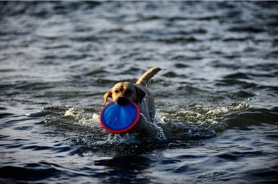 Chuckit Dog Toy Paraflight LARGE