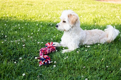 Happy Pet Twist-Tee 3 Boutons Tugger 33X6X5 CM