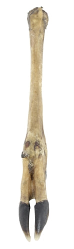 Je suis une patte de cerf avec des cheveux 7 PCS