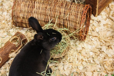 Nature First Happy Pet Willow Hay Rack 14X12X9 CM