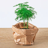 Asparagus - Potsize 6 Cm - 15-20 Cm High