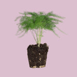 Asparagus - Potsize 6 Cm - 15-20 Cm High