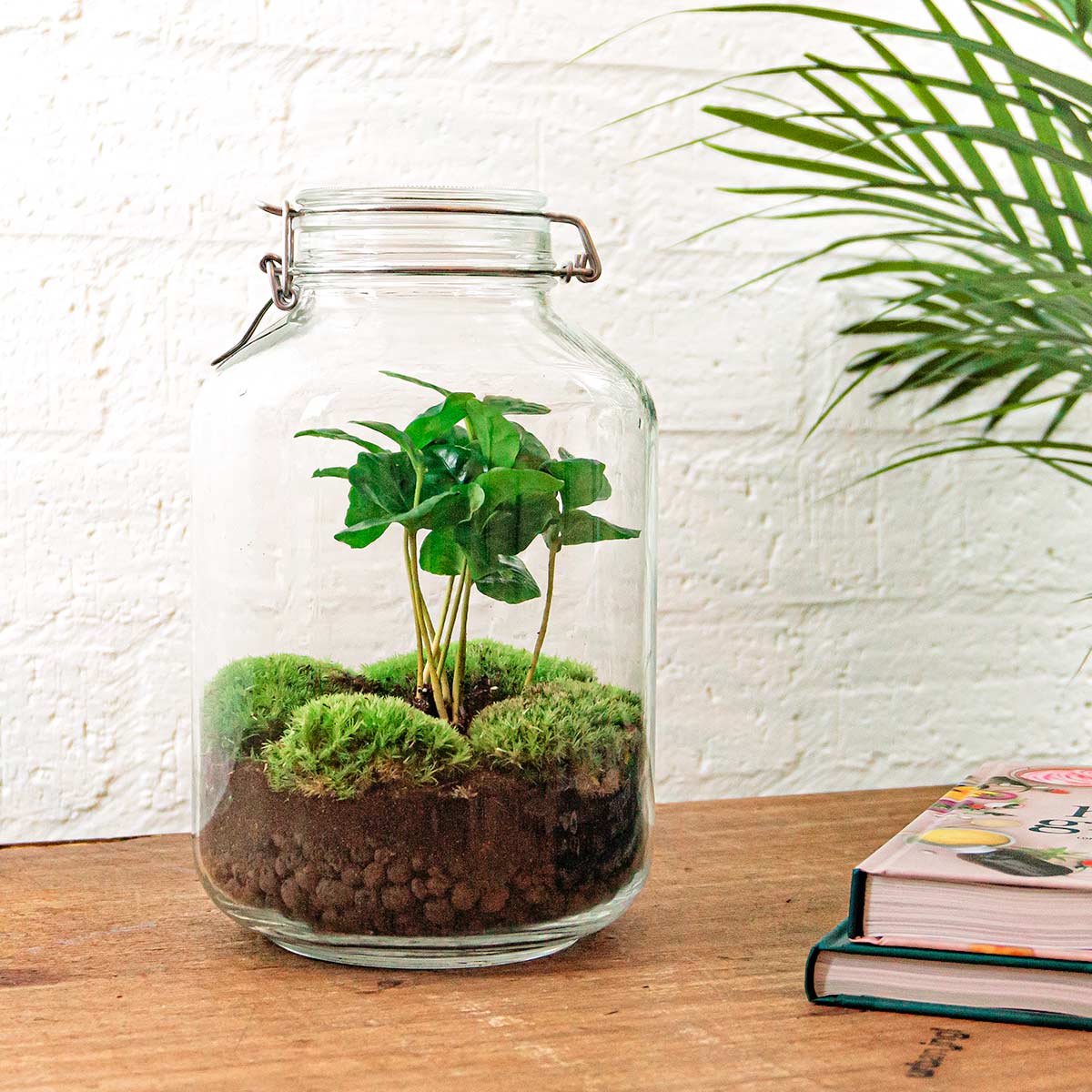 Jar Terrarium Kit - Bottle Garden - ↑ 28 Cm