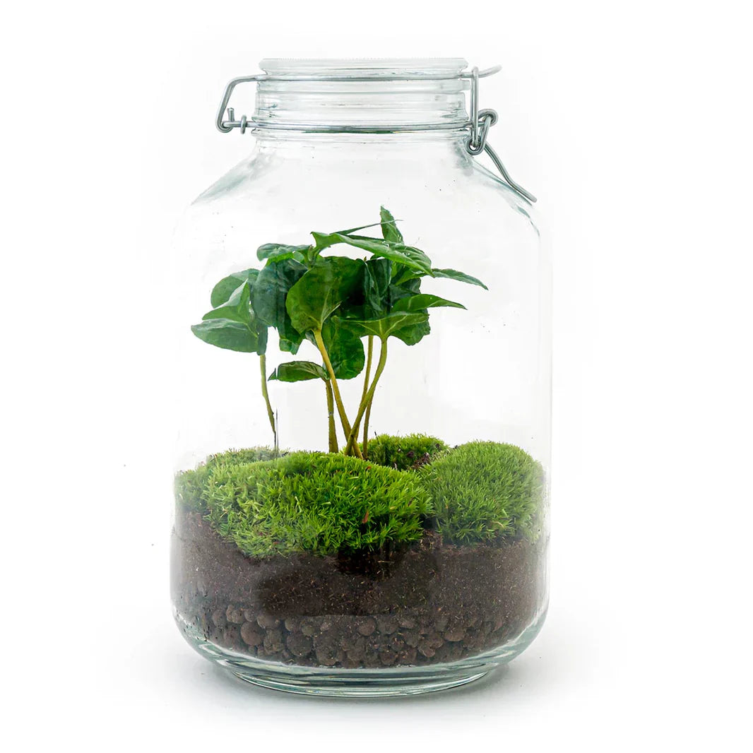 Jar Terrarium Kit - Bottle Garden - ↑ 28 Cm