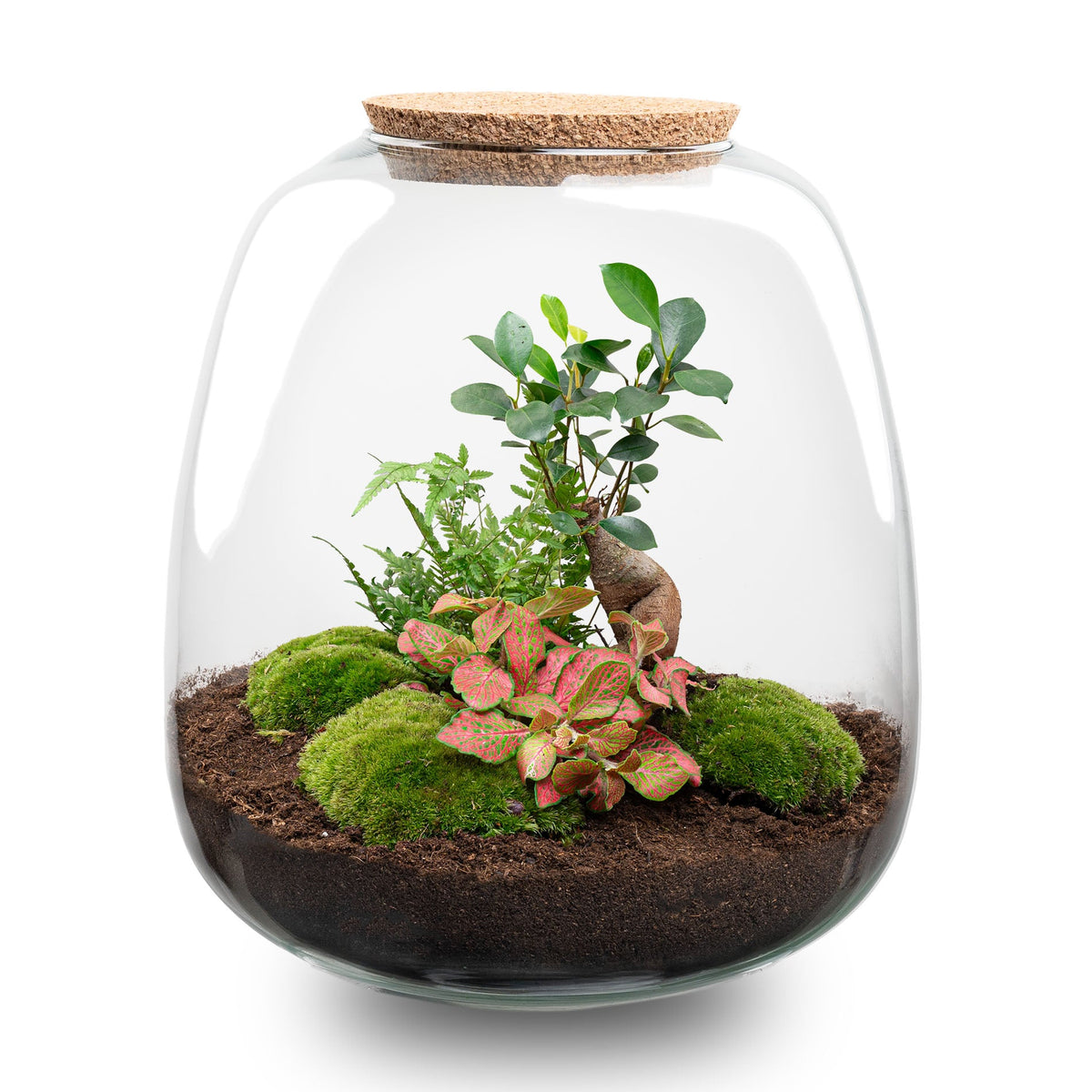 Terrarium Diy Kit - Emma - Diy Kit - ↑ 25 Cm - Ø 23 Cm
