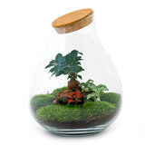 Terrarium Diy Kit - Drop Xxl Bonsai - Bottle Garden - ↑ 43 Cm