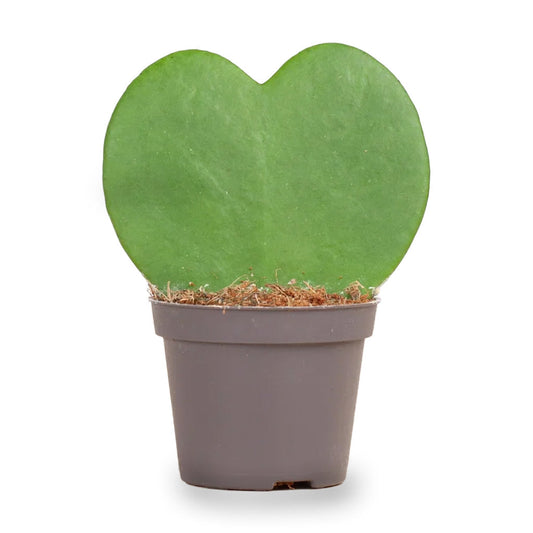 Hoya Kerrii - Heartplant - ↑ 10 Cm - ⌀ 6 Cm