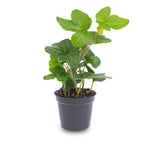 Hedera Helix - Ø 6 Cm - Houseplant & Terrarium Plant