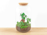 Terrarium Diy Kit - Sven Hedera Bonsai - Bottle Garden - ↑ 43 Cm
