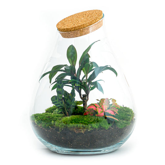 Terrarium Diy Kit - Drop Xl Palm - Bottle Garden - ↑ 37 Cm