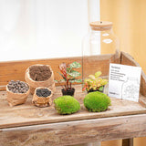 Terrarium Diy Kit - Milky Calathea With Light - Bottle Garden - ↑ 31 Cm