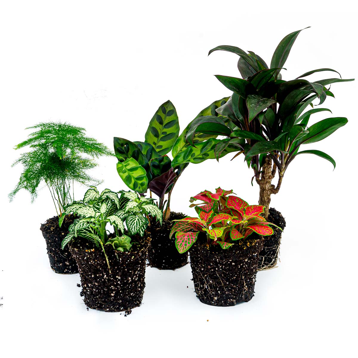 Plant Terrarium Set - Lancifolia - 5 Plants - Palm - Calathea Lancifolia - Asparagus - Red & White Fittonia