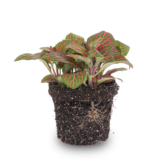 Fittonia Red - Mosaic Plant