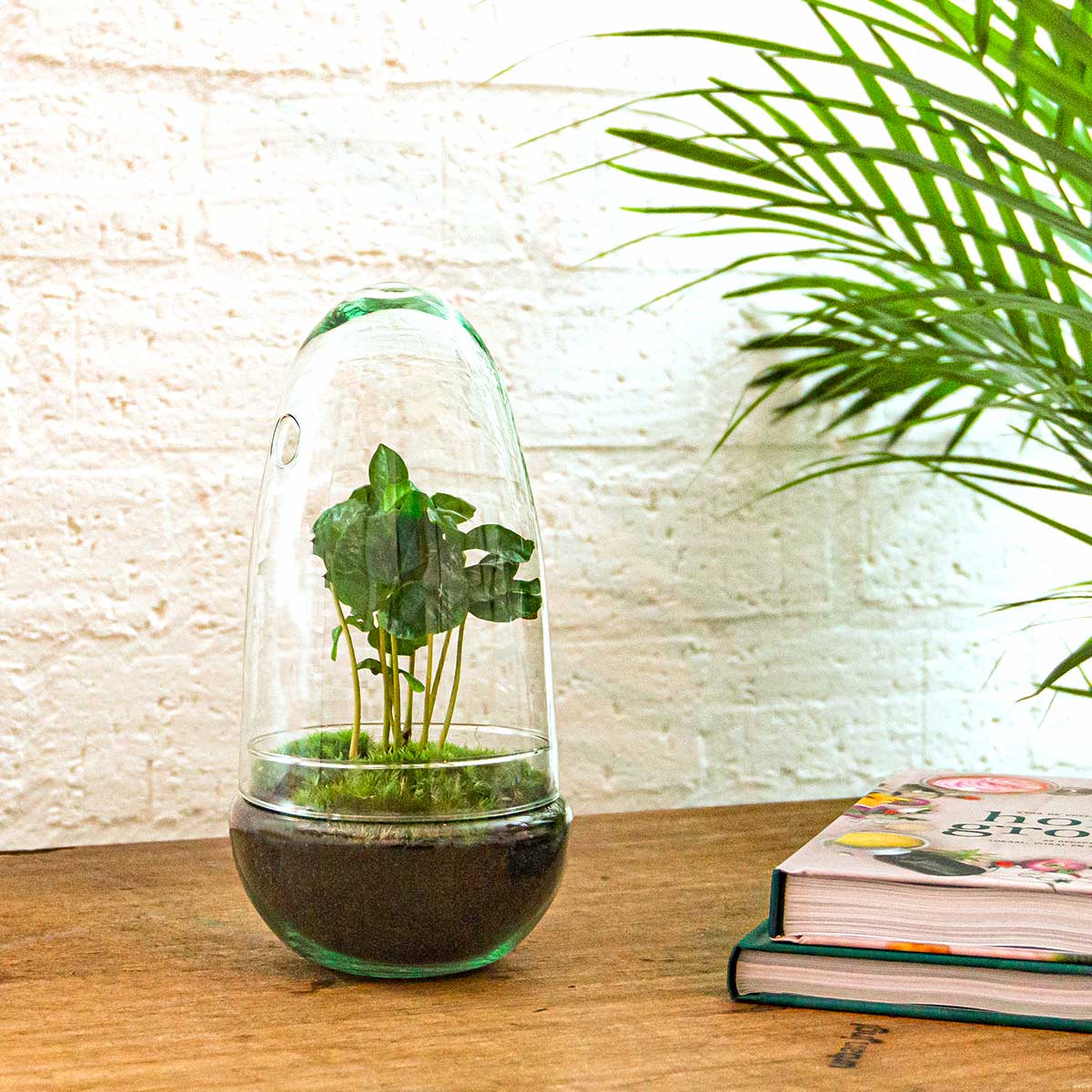 Terrarium Diy Kit - Bottle Garden - ↑ 25 Cm