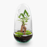 Terrarium Diy Kit - Bottle Garden - ↑ 25 Cm