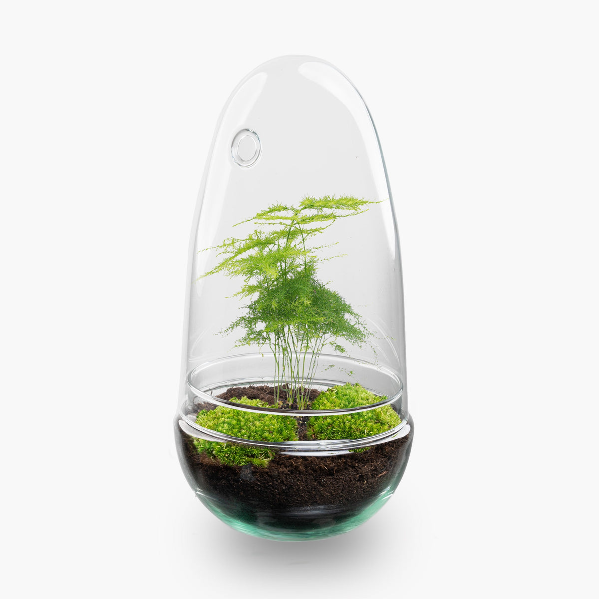Terrarium Diy Kit - Bottle Garden - ↑ 25 Cm