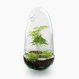 Terrarium Diy Kit - Bottle Garden - ↑ 25 Cm