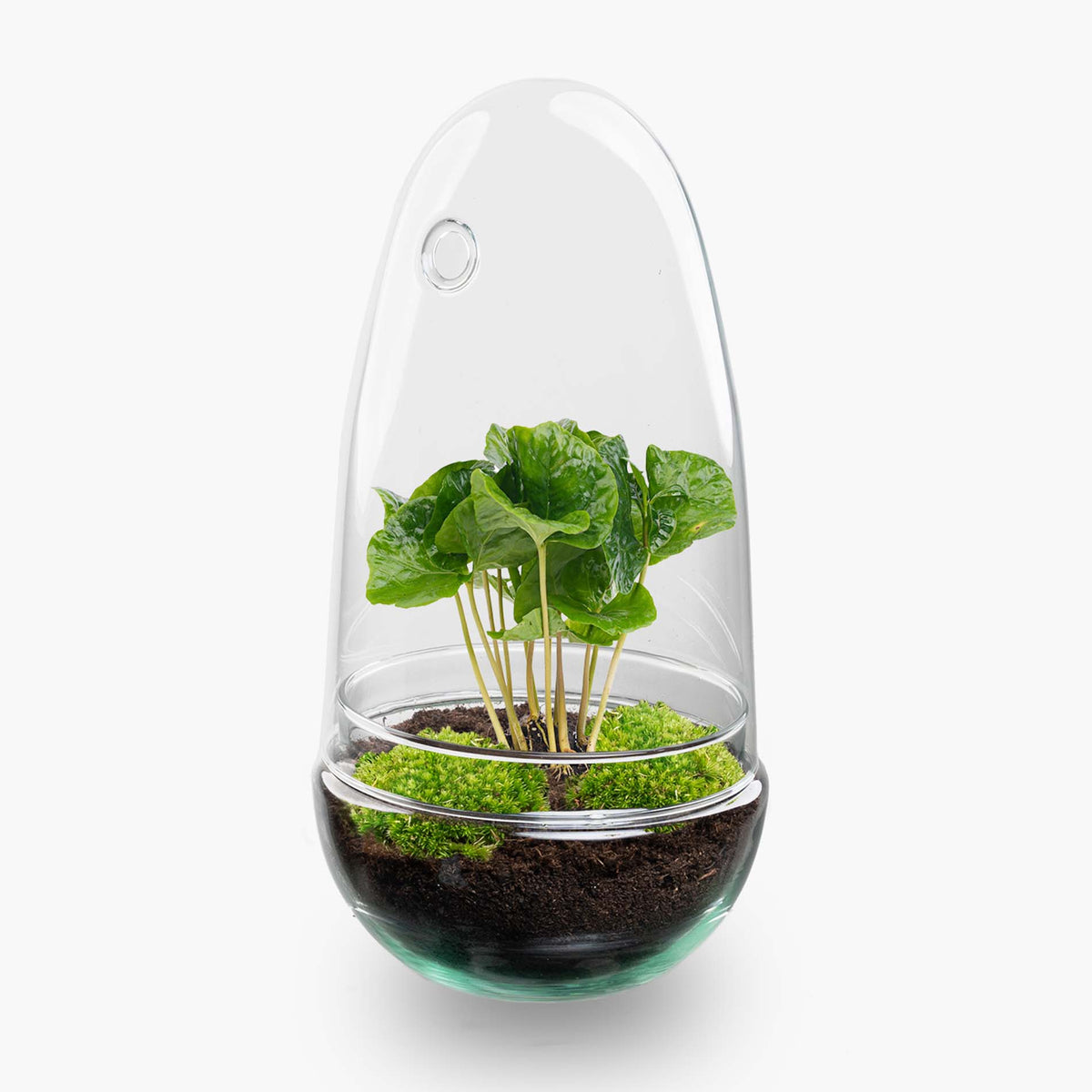 Terrarium Diy Kit - Bottle Garden - ↑ 25 Cm
