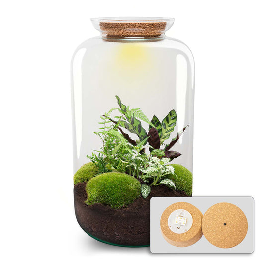 Terrarium Diy Kit - Botanical Sven Xl + Light - Bottle Garden - ↑ 43 Cm