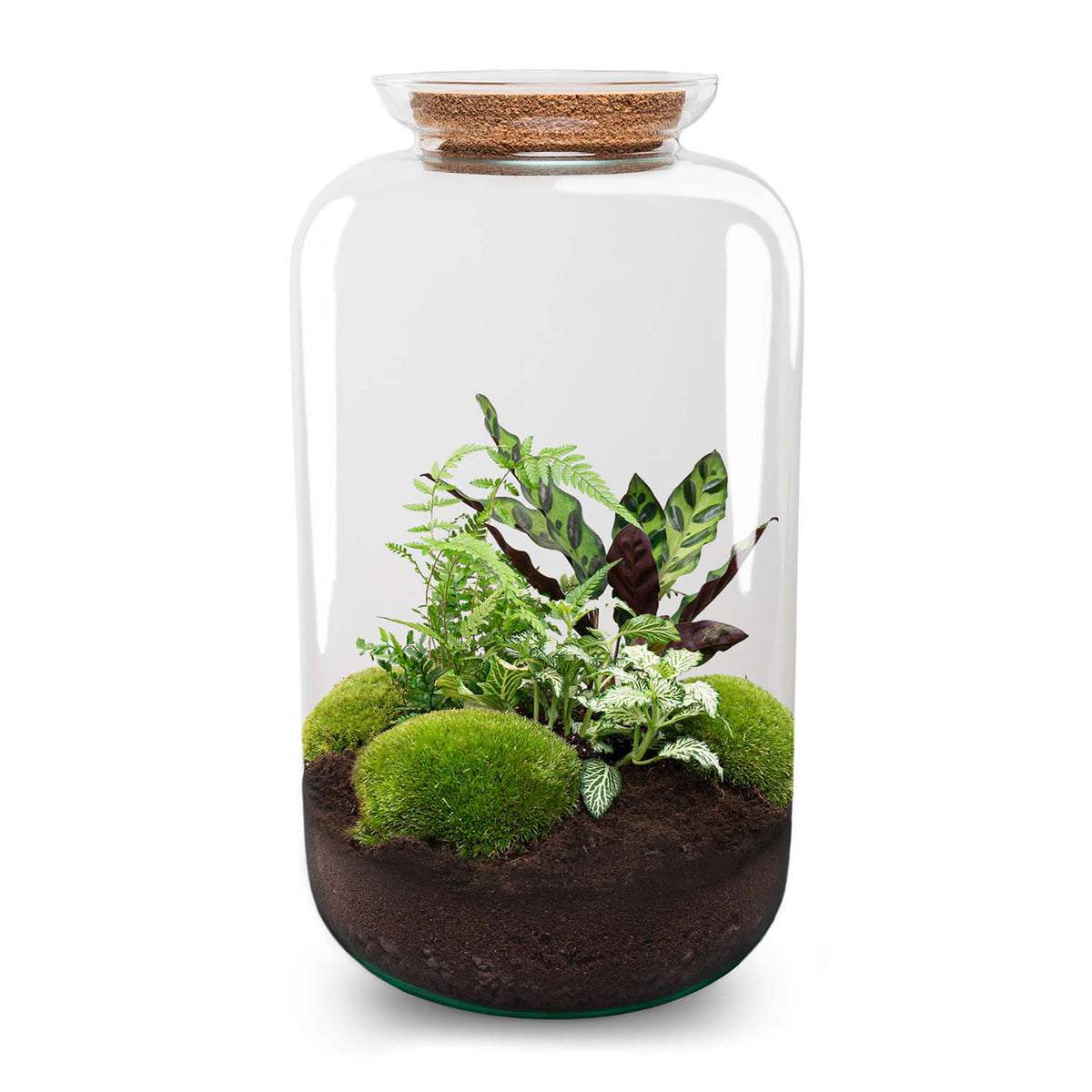 Terrarium Diy Kit - Botanical Sven Xl + Light - Bottle Garden - ↑ 43 Cm