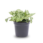 Fittonia White -White Tiger - Mosaic Plant