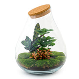 Terrarium Diy Kit - Drop Xxl Red - Bottle Garden - ↑ 43 Cm