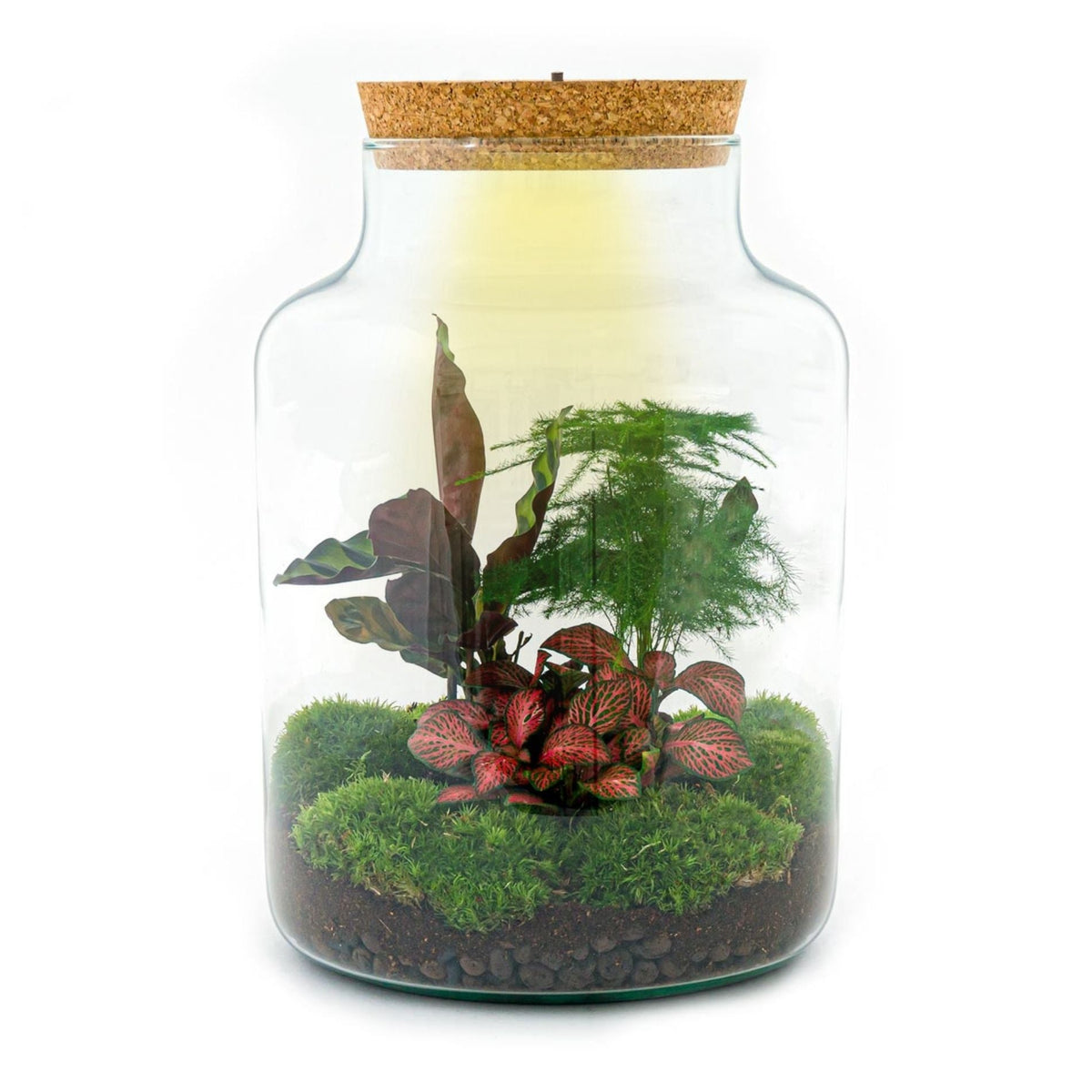 Milky - Terrarium - Bottle Garden Diy Kit - Ø 21 Cm ↑ 30 Cm