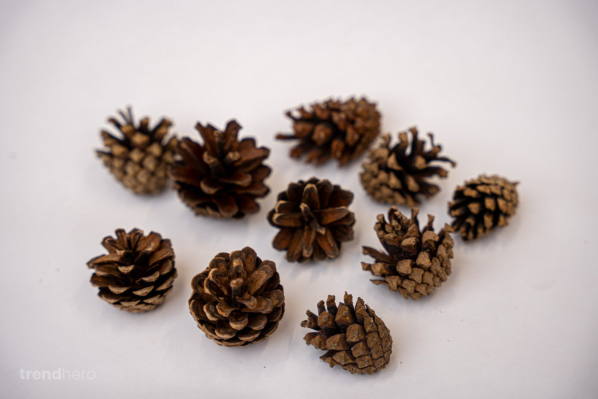 Pine Cones 10 Pcs - Size 4 - 6 Cm (Small)