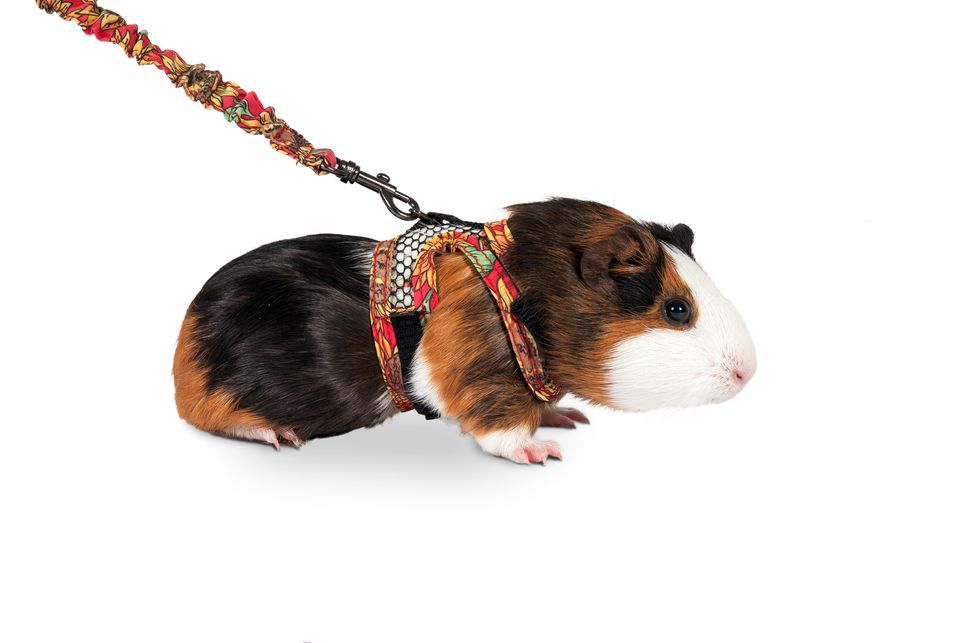 Harnais pour cochon d'Inde ou furet
