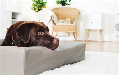 Lit pour chien Bia Bed Taupe 