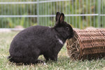 Trixie Willow Tunnel Rabbit 38X20X20 CM