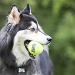Balle de tennis Kong Squeakair jaune avec bip
