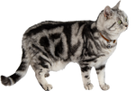 Jack & Vanilla - Kattenhalsband Cognac