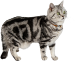 Jack & Vanilla - Kattenhalsband Cognac