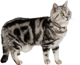 Jack & Vanilla - Kattenhalsband Cognac