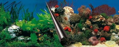 Ebi Photo Background Stone+Coral 60X30 CM