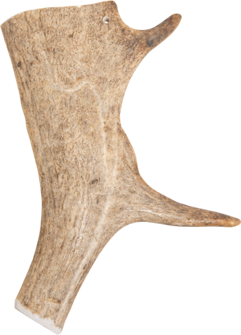 Fallow deer antlers