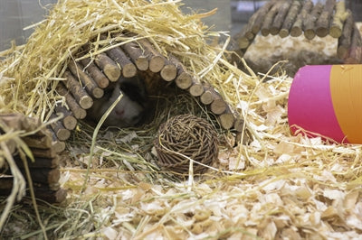 Saule, jouet pour animaux de compagnie heureux