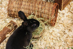 Tunnel de saule Happy Pet