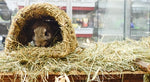 Tunnel herbeux Happy Pet 22X20X15 CM