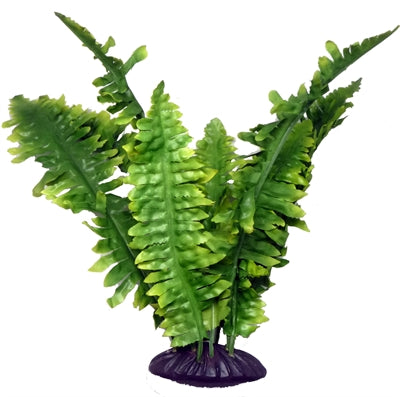Komodo Boston Fern 25 CM